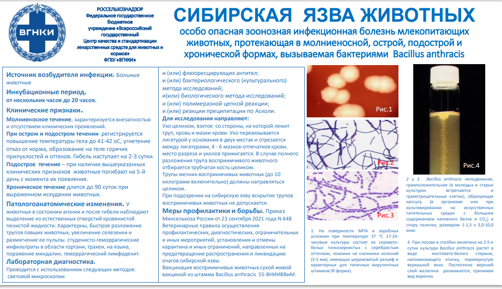 Памятка по сибирской язве животных.