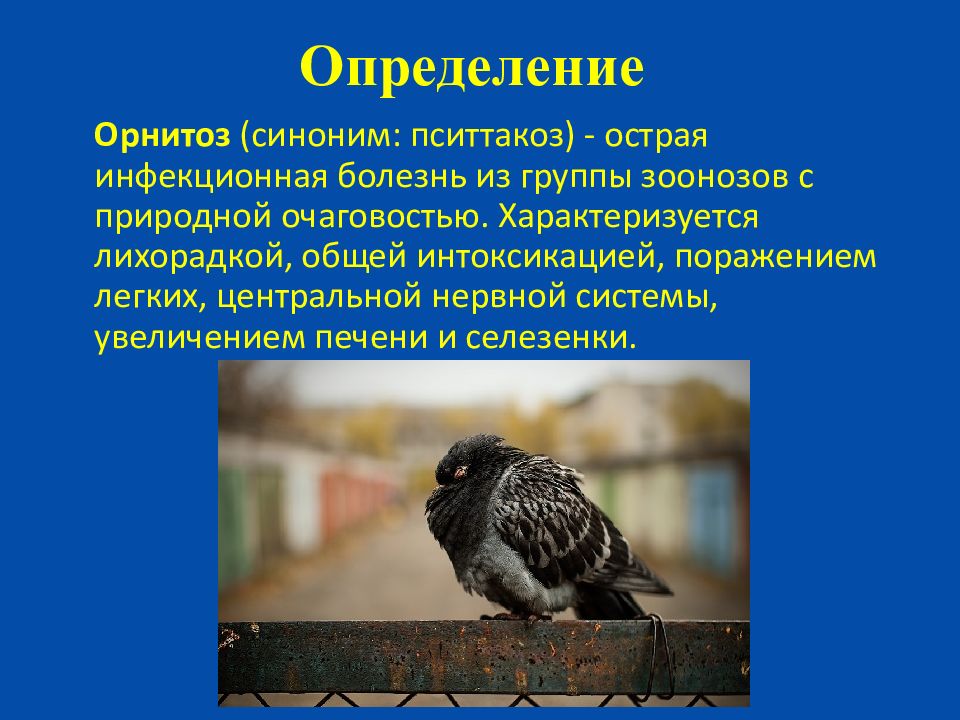 ПАМЯТКА по профилактике орнитоза птиц.
