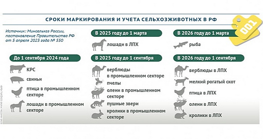 Сроки маркирования и учета сельскохозяйственных животных.