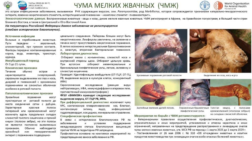 информационный материал о чуме мелких жвачных животных.
