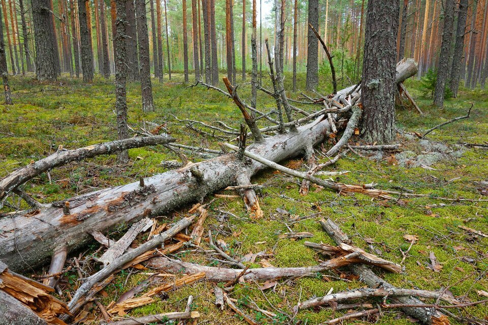 Памятка для руководства при осуществлении работ  по заготовке и сборе валежника на землях лесного фонда  для собственных нужд..