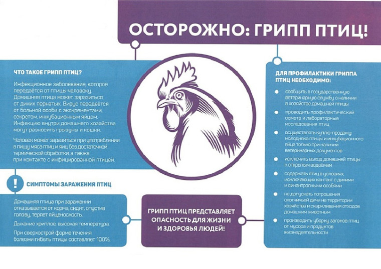 Памятка по птичьему гриппу. Памятка по птичьему гриппу.