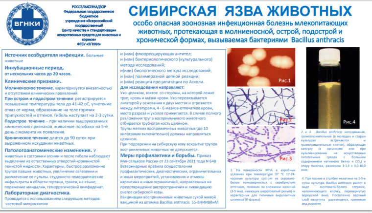 Памятка по сибирской язве животных. Памятка по сибирской язве животных.
