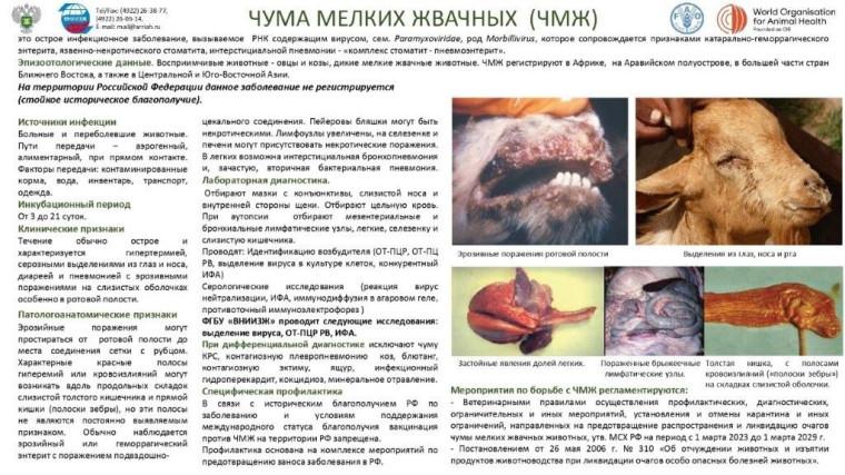 ПАМЯТКА ВЛАДЕЛЬЦАМ ЖИВОТНЫХ ПО ПРОФИЛАКТИКЕ ЧУМЫ МЕЛКИХ ЖВАЧНЫХ ЖИВОТНЫХ. ПАМЯТКА ВЛАДЕЛЬЦАМ ЖИВОТНЫХ ПО ПРОФИЛАКТИКЕ ЧУМЫ МЕЛКИХ ЖВАЧНЫХ ЖИВОТНЫХ.