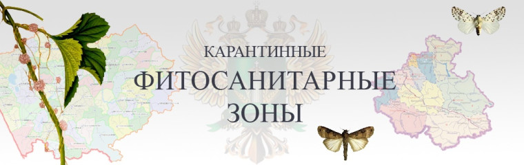 Золотистая картофельная нематода. Золотистая картофельная нематода.