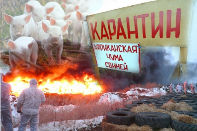 АФРИКАНСКАЯ ЧУМА СВИНЕЙ. АФРИКАНСКАЯ ЧУМА СВИНЕЙ.